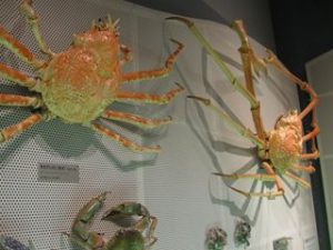 生命の星・地球博物館