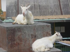 遊亀公園小動物園