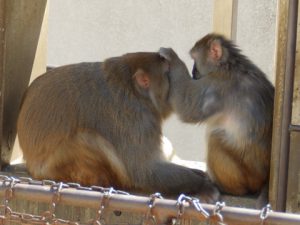 京都市動物園