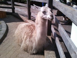 宝登山小動物公園