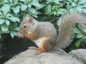 井の頭自然文化園