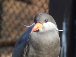 大島公園動物園