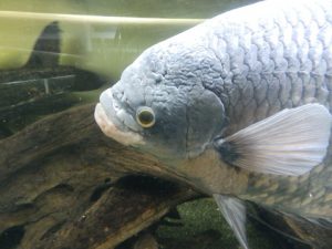 東京タワー水族館