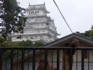 姫路市立動物園