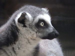 羽村市動物公園