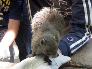 ぎふ金華山リス村