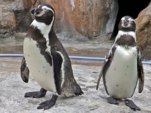 のんほいパーク