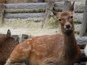 岡崎市東公園動物園