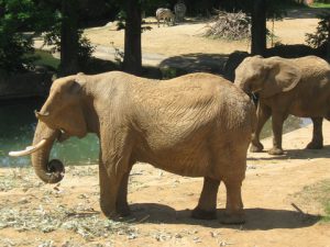 八木山動物公園