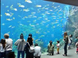 鴨川シーワールド