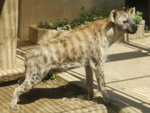 大宮公園小動物園