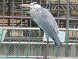 姫路市立動物園