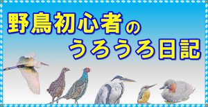 野鳥初心者のうろうろ日記