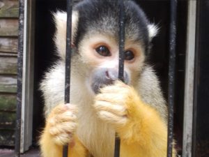 夢見ヶ崎動物公園