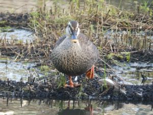 石神井公園のカルガモ