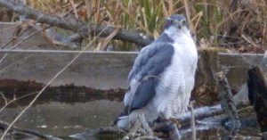 石神井公園のオオタカ