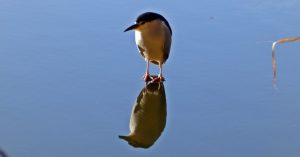 石神井公園のゴイサギ