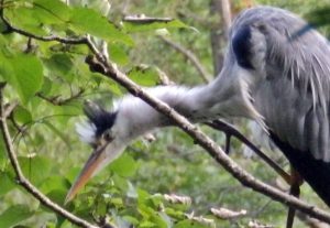 石神井公園のアオサギ