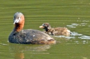 石神井公園のカイツブリ