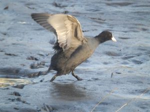 石神井公園のオオバン