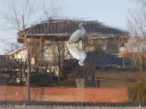 石神井公園のダイサギ