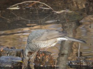 石神井公園のヒヨドリ