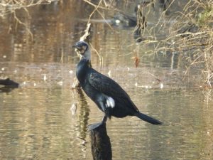 石神井公園のカワウ