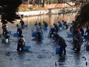 石神井公園のかいぼり
