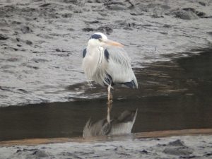 石神井公園のアオサギ