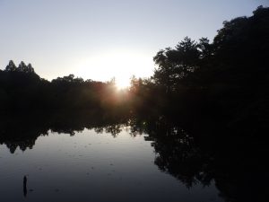 石神井公園の朝