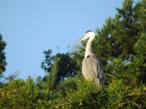 石神井公園のアオサギ