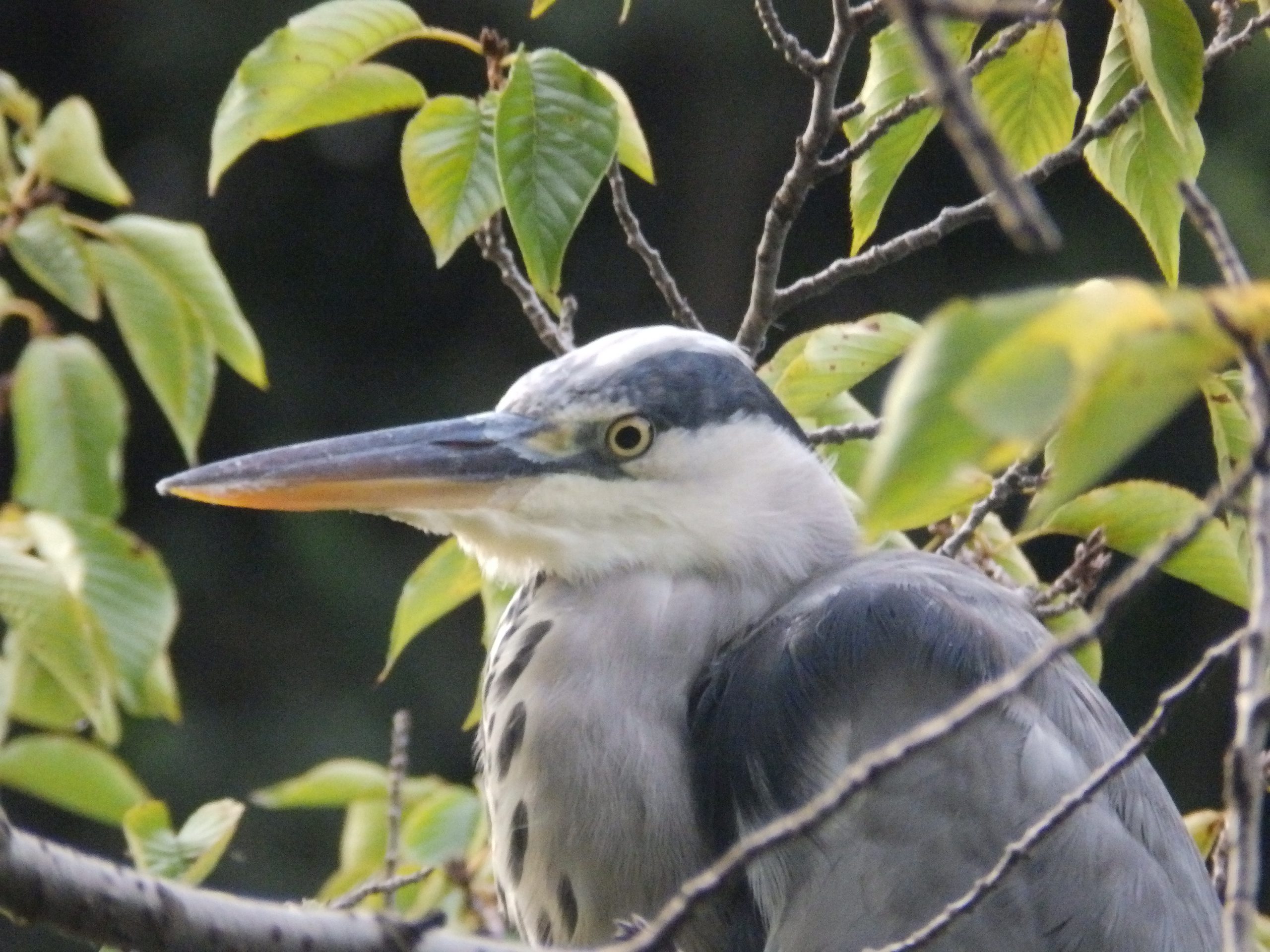 野良アオサギさん、日本中の動物園に出没【野鳥初心者の東京