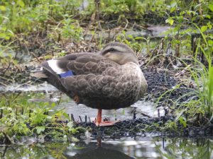 石神井公園のカルガモ