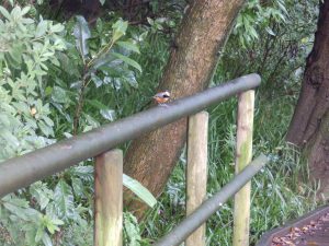 石神井公園のヤマガラ