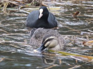石神井公園のオオバン