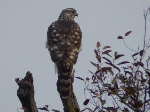 石神井公園のオオタカ