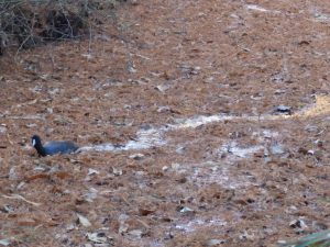 石神井公園のオオバン