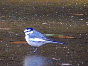 石神井公園のハクセキレイ
