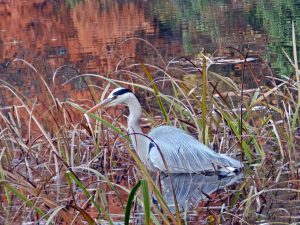 石神井公園のアオサギ