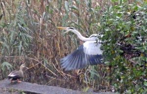 石神井公園のアオサギ