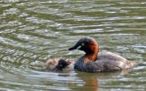 石神井公園のカイツブリ