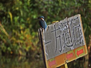 石神井公園のカワセミ