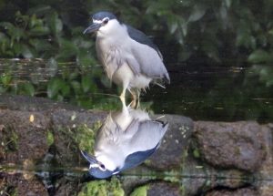 光が丘公園のゴイサギ
