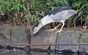 石神井公園のゴイサギ