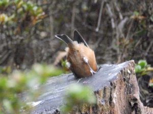 石神井公園のヤマガラ