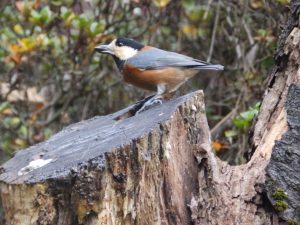 石神井公園のヤマガラ