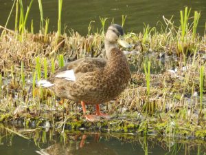 石神井公園のカルガモ
