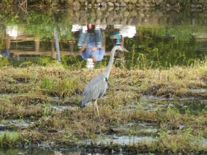 石神井公園のアオサギ