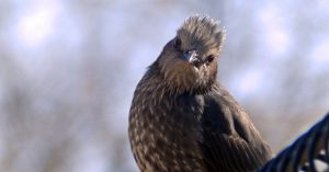 赤羽自然観察公園のヒヨドリ