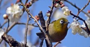赤塚城址のメジロ